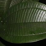 Henriettea odorata Leaf