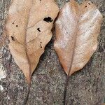 Terminalia superba Hoja