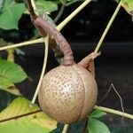 Aesculus pavia Fruit