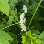 Lamprocapnos spectabilis Flower