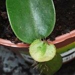 Nepenthes alata Folha