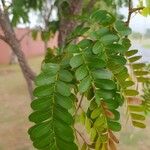 Caesalpinia echinata برگ