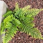 Polystichum braunii Blad