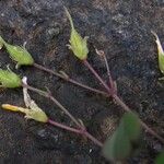 Oxalis novae-caledoniae ᱛᱟᱦᱮᱸ