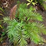 Blechnum chauliodontum Habitatea