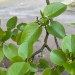 Alnus cordata Leaf