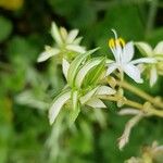 Chlorophytum comosum Leaf