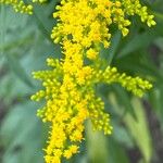 Solidago juncea ফুল