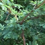 Vachellia nilotica Blatt