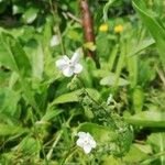 Omphalodes linifolia Kvet