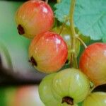 Ribes rubrum Fruit