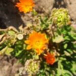 Calendula arvensisFlower