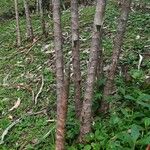 Dimerocostus strobilaceus Otro