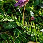 Hedysarum hedysaroides Hoja