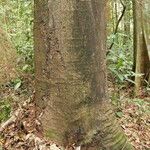Tetraberlinia bifoliolata Rinde