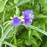 Tradescantia ohiensisFlower