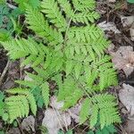 Botrychium virginianum Leaf