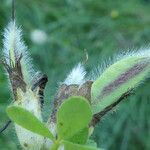 Cytisus hirsutus Fruit