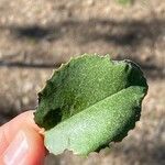 Prunus ilicifolia ഇല