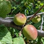 Prunus brigantina Fruit