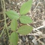 Desmodium tortuosum Blatt