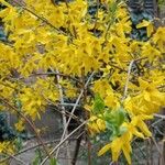 Forsythia suspensa Kvet