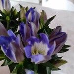 Gentiana septemfida Fleur