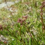 Valeriana celtica Elinympäristö