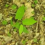 Aristolochia serpentaria Folha