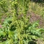 Rumex confertus برگ