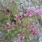 Thymus longiflorus Flower