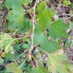 Ribes alpinum Leaf