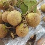 Dimocarpus longan Fruit