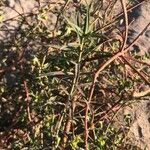 Euphorbia terracina Blatt