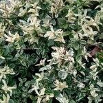 Euonymus fortunei ഇല