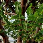 Boswellia sacra Leaf