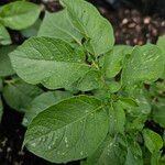 Solanum tuberosum Hoja