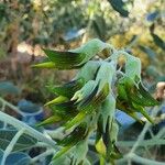 Crotalaria pallida Цвят