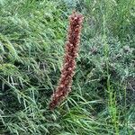 Orobanche rapum-genistaeFlower