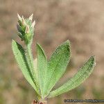 Plantago rhodosperma Hábito