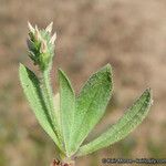 Plantago rhodosperma Habitus