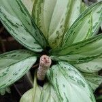 Aglaonema commutatum Liść