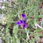 Aegonychon purpurocaeruleum Квітка