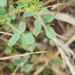 Medicago laciniata Φύλλο