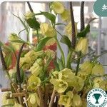 Fritillaria pallidiflora花