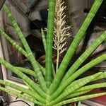 Dracaena hyacinthoidesFlower