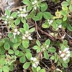 Trifolium scabrum Цвят