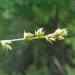 Carex distachya Other