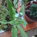 Andersonglossum virginianum Květ