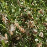 Salix breviserrata Fula